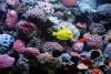 150 gallon Living Reef Tropical Marine Tank, Connecticut USA